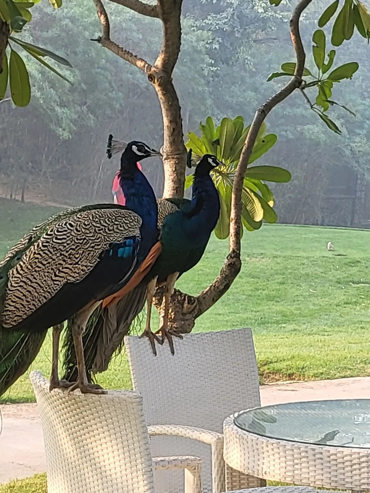 DLF Golf and Country Club photo 4