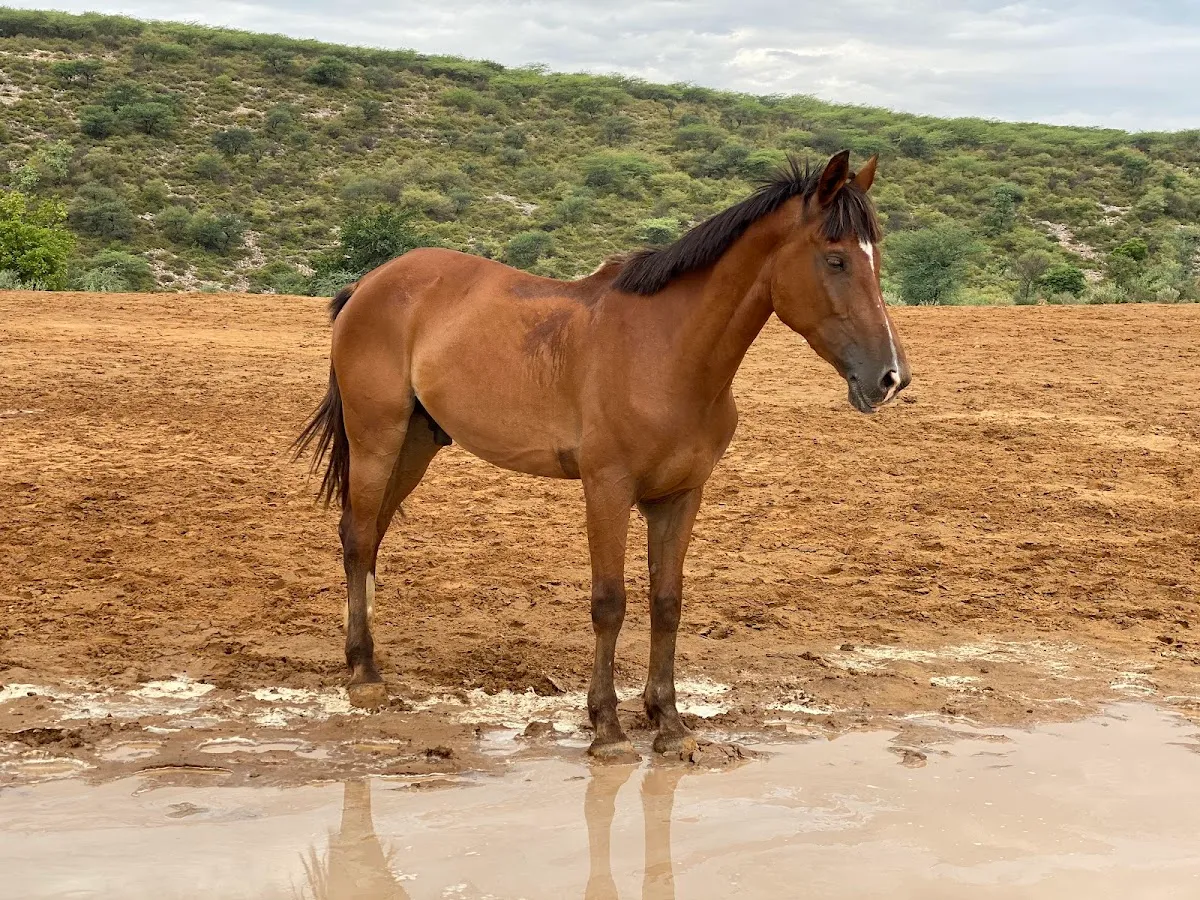 Equestrian Sports Academy photo 2
