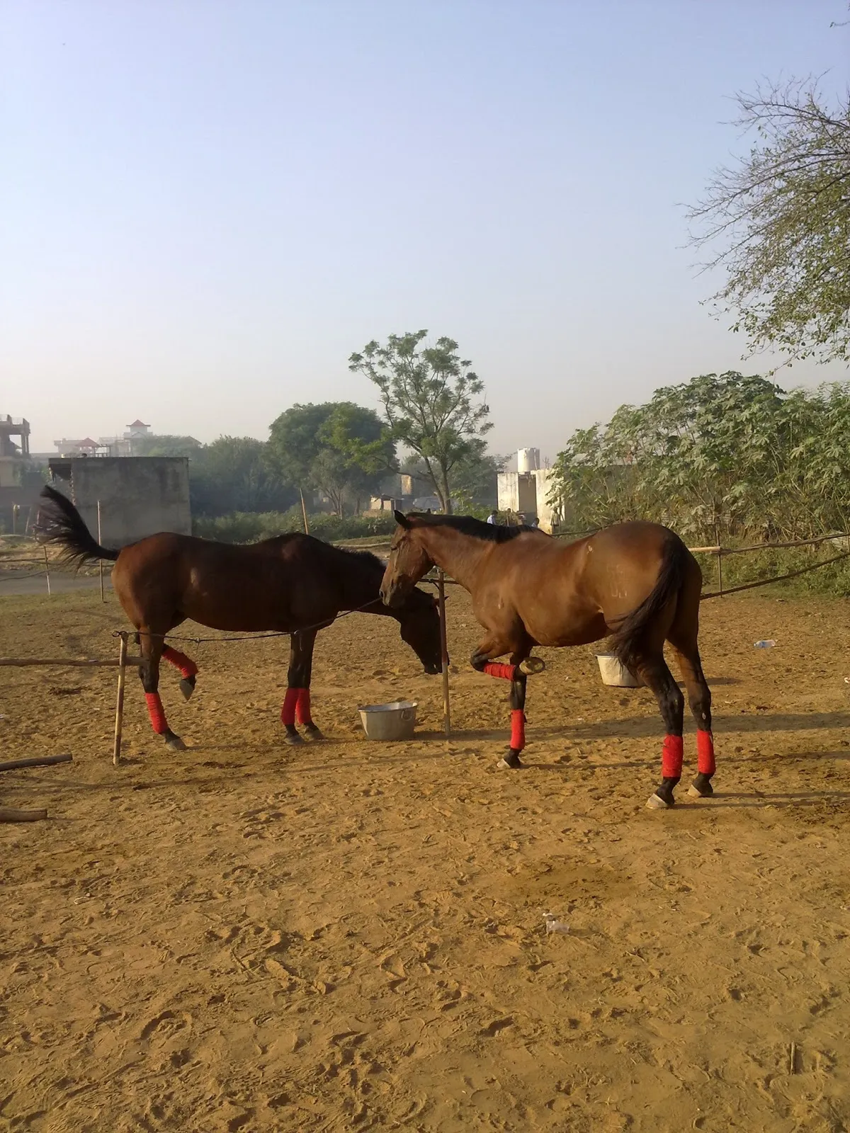 Equestrian Sports Academy photo 3