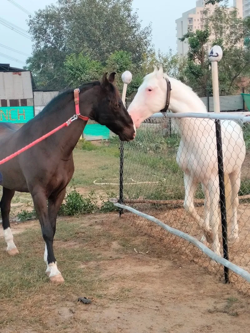 Friends Equine Ranch