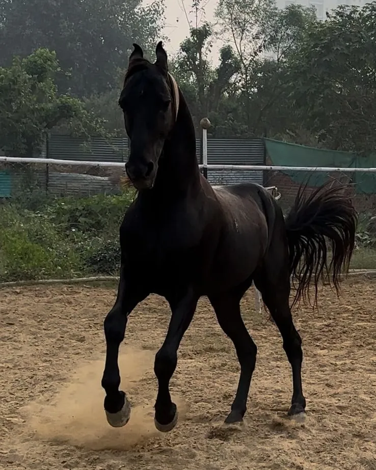 Friends Equine Ranch photo 4