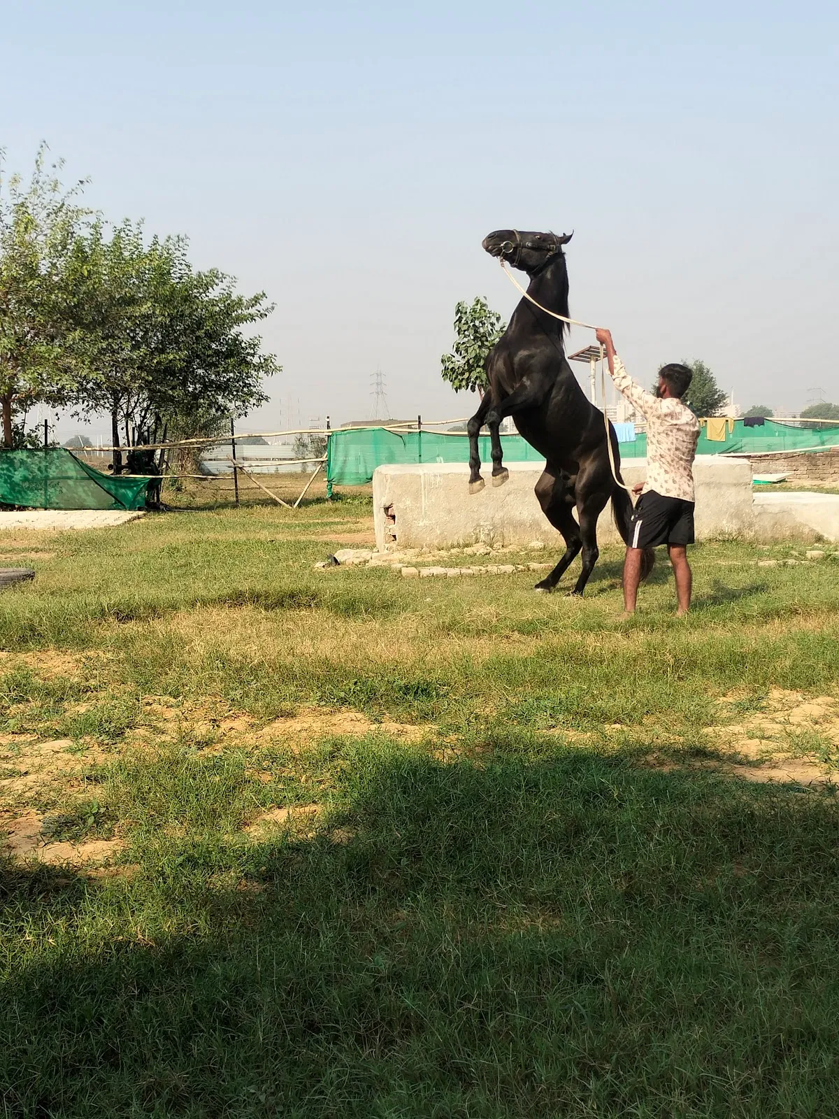 Friends Equine Ranch photo 6