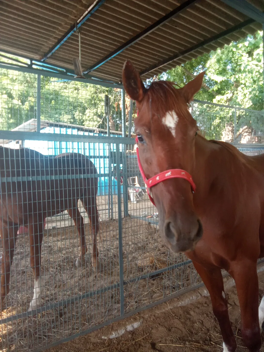 Janak Equestrian Club photo 6