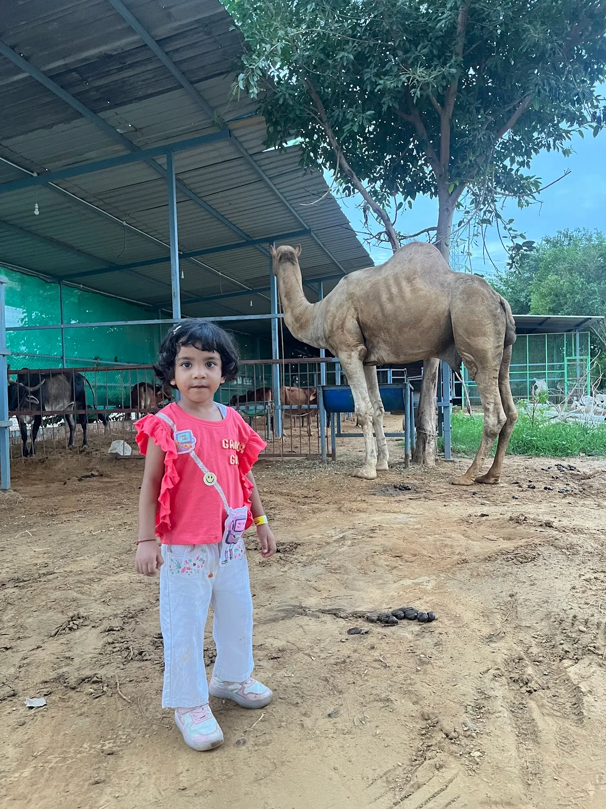 JSR stud farm photo 6