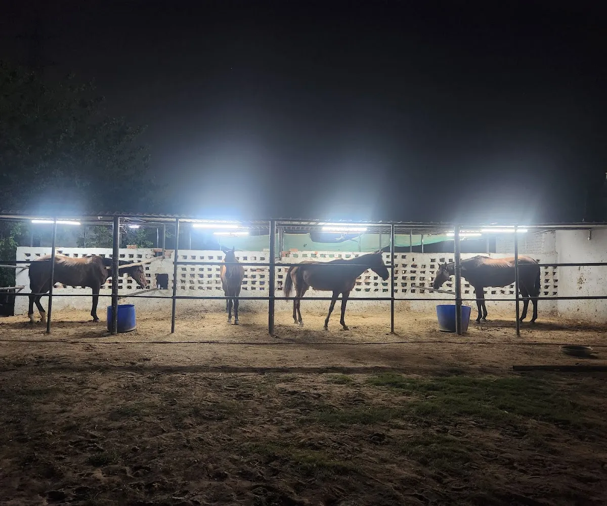 MS Horse Riding Club photo 3