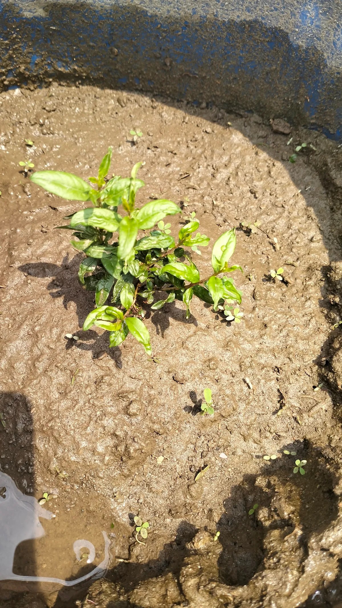 Ryder's Sports Academy Sohna Road photo 4